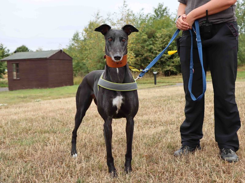 Blossom | Greyhound | Darlington - 1