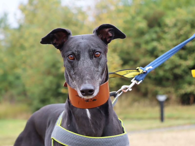 Blossom | Greyhound | Darlington - 2