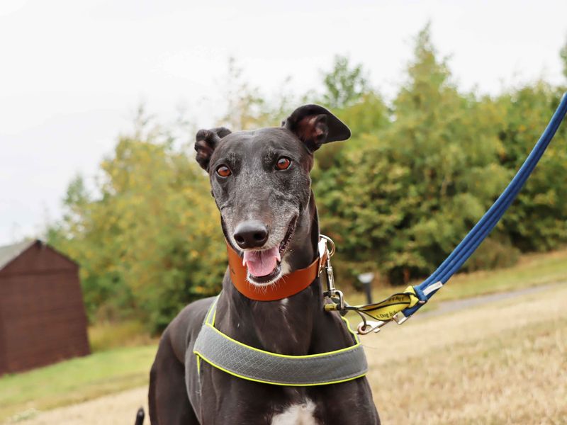 Blossom | Greyhound | Darlington - 3