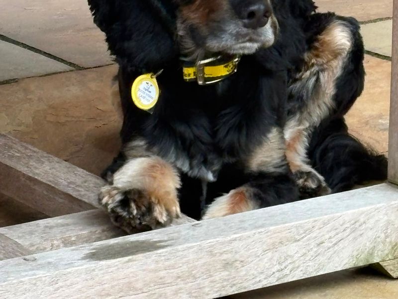 Bert - Image 4 of 4