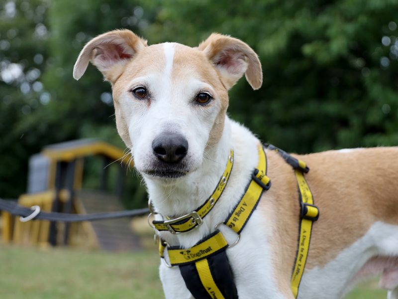 Bono | Whippet Cross | Leeds - 1