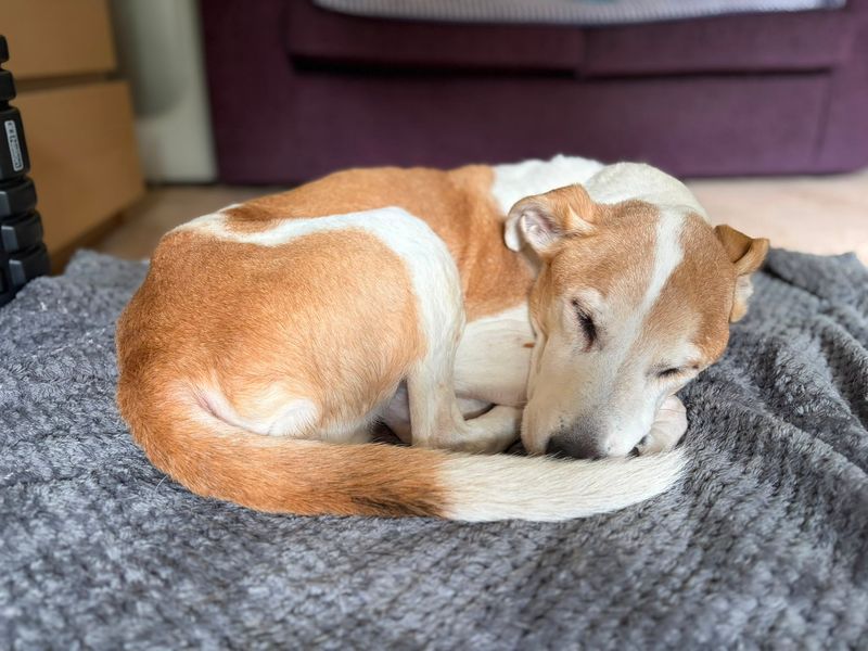 Bono | Whippet Cross | Leeds - 3