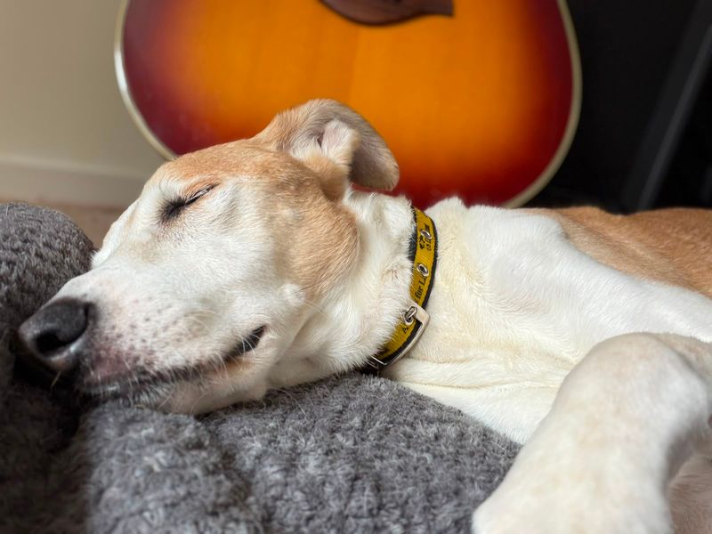 Bono | Whippet Cross | Leeds - 5