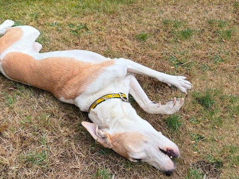 Bono | Whippet Cross | Leeds - 4