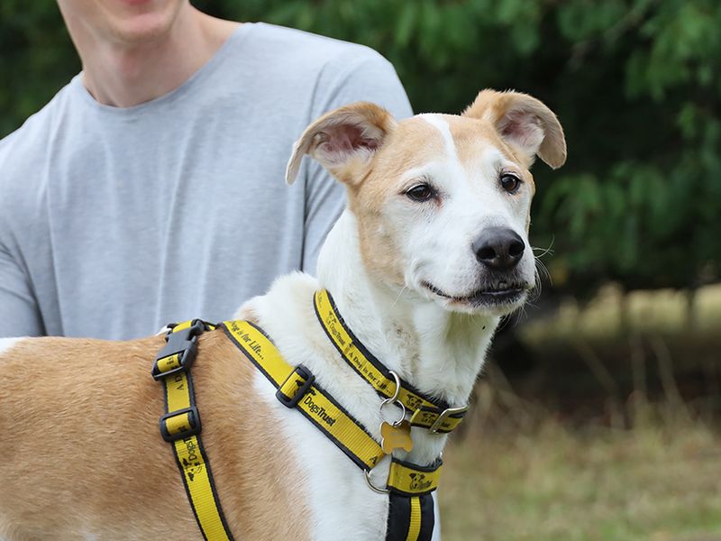 Bono | Whippet Cross | Leeds - 6
