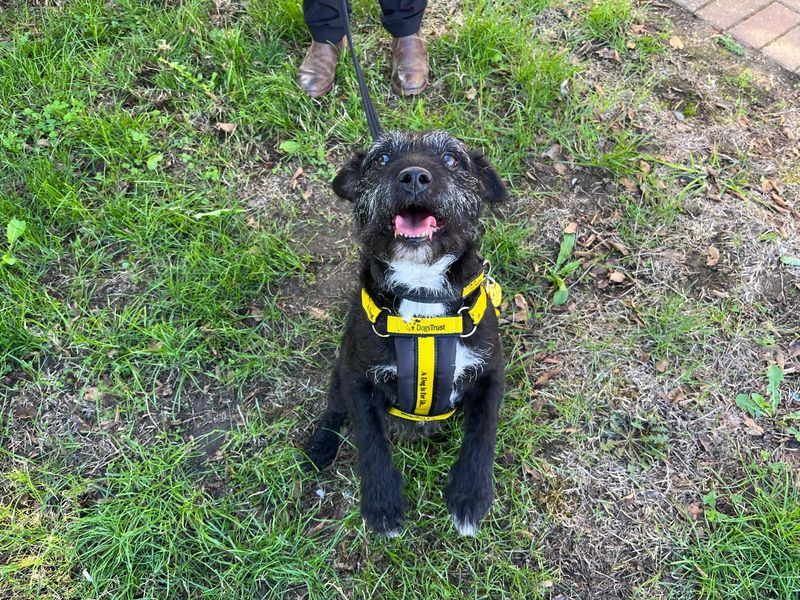 Tess | Terrier (Patterdale) | Loughborough - 2