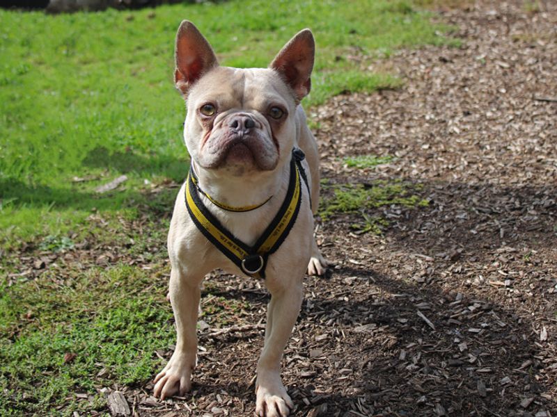 Beau | French Bulldog | Merseyside (Liverpool) - 4