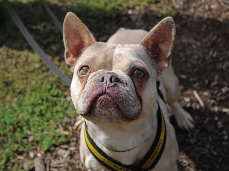 Beau | French Bulldog | Merseyside (Liverpool) - 3