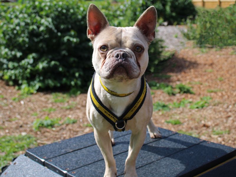 Beau | French Bulldog | Merseyside (Liverpool) - 2
