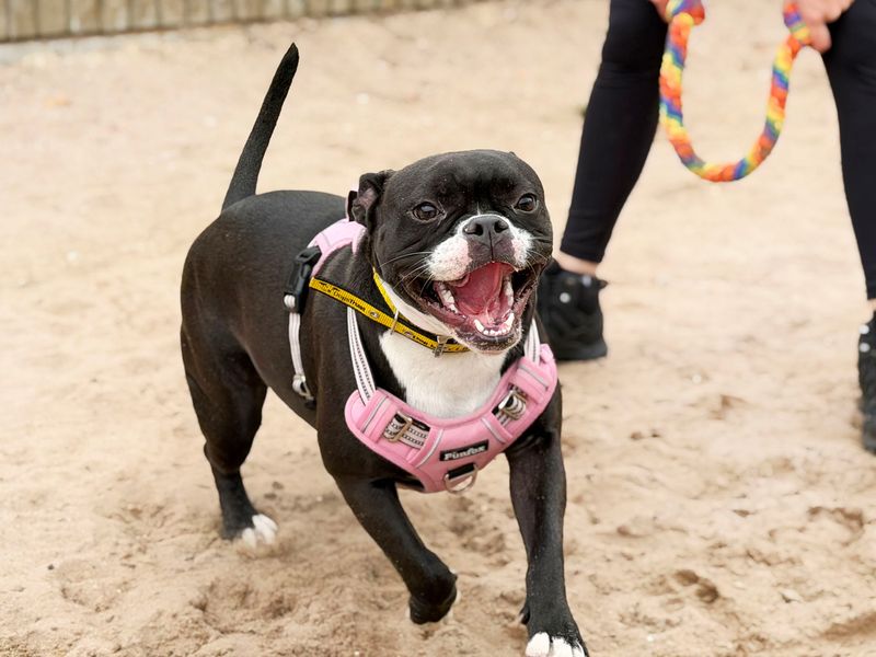 French Bulldog Dogs And Puppies For Adoption