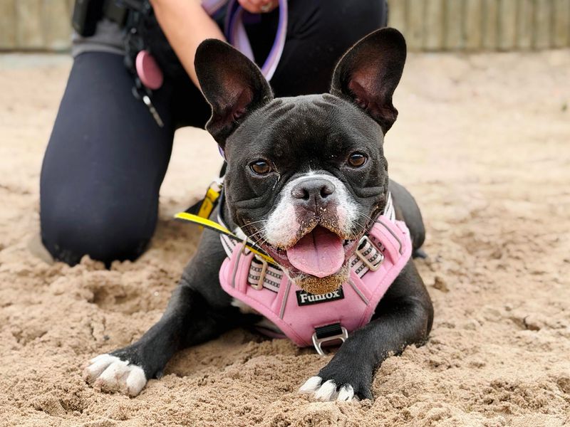 Suki | French Bulldog Cross | Leeds - 1