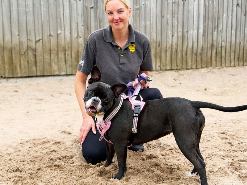 Suki | French Bulldog Cross | Leeds - 2
