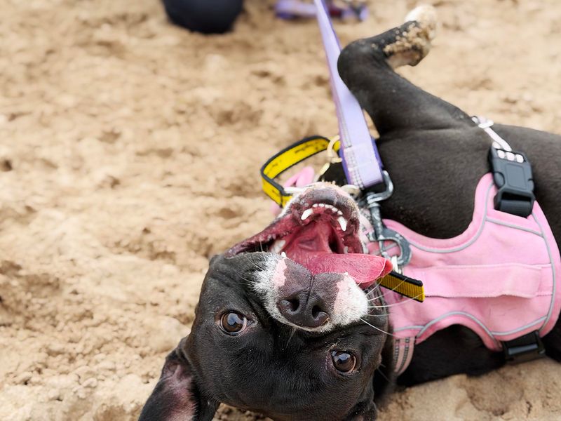 Suki | French Bulldog Cross | Leeds - 4