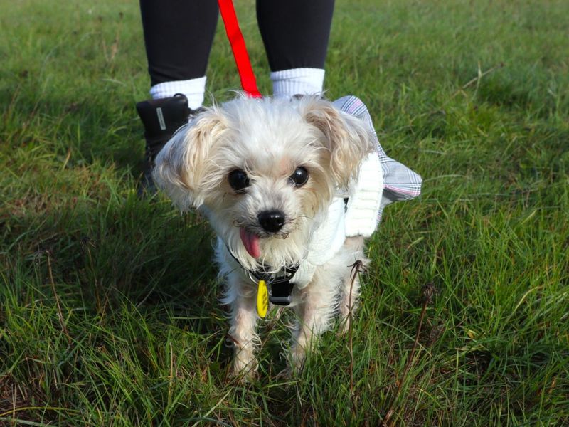 Chanel | Terrier (Yorkshire) | Harefield West London - 2