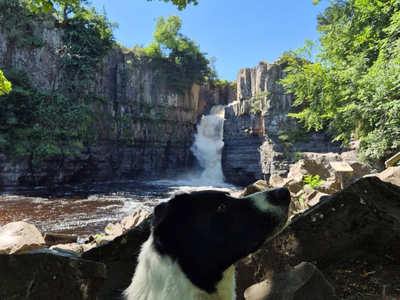 Huck | Collie (Border) | Salisbury (Wiltshire) - 3