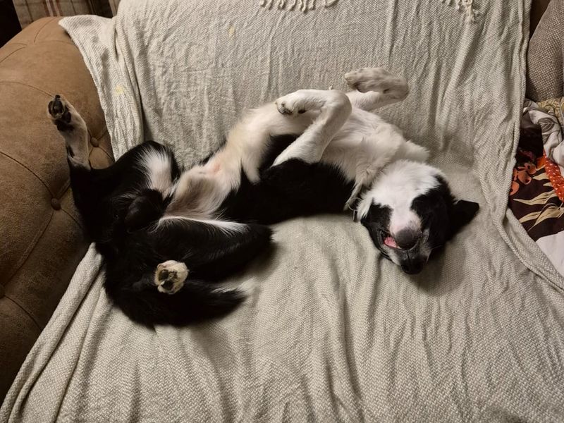 Huck | Collie (Border) | Salisbury (Wiltshire) - 4