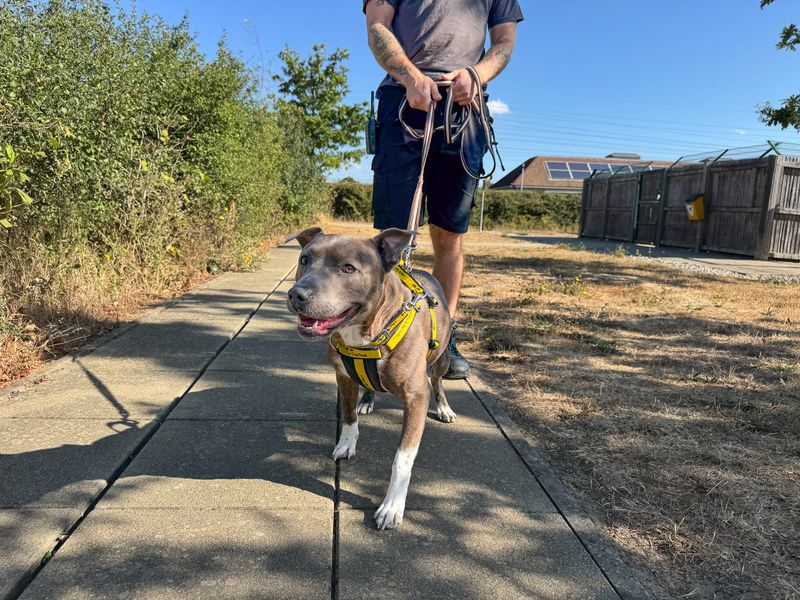 Tyson | Terrier (Staffordshire Bull) | Basildon (Essex) - 1