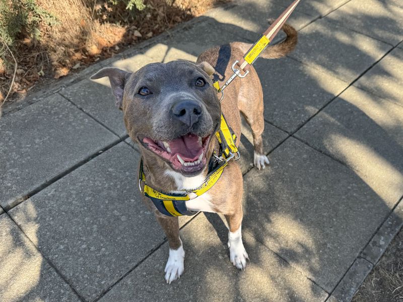 Tyson | Terrier (Staffordshire Bull) | Basildon (Essex) - 2