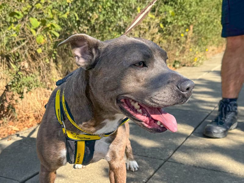 Tyson | Terrier (Staffordshire Bull) | Basildon (Essex) - 3