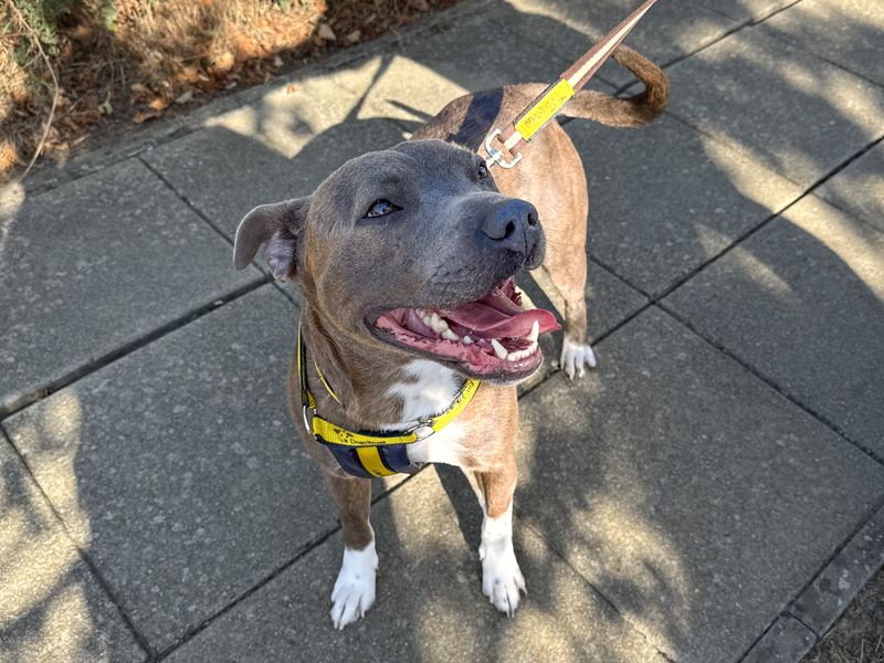 Tyson | Terrier (Staffordshire Bull) | Basildon (Essex) - 5