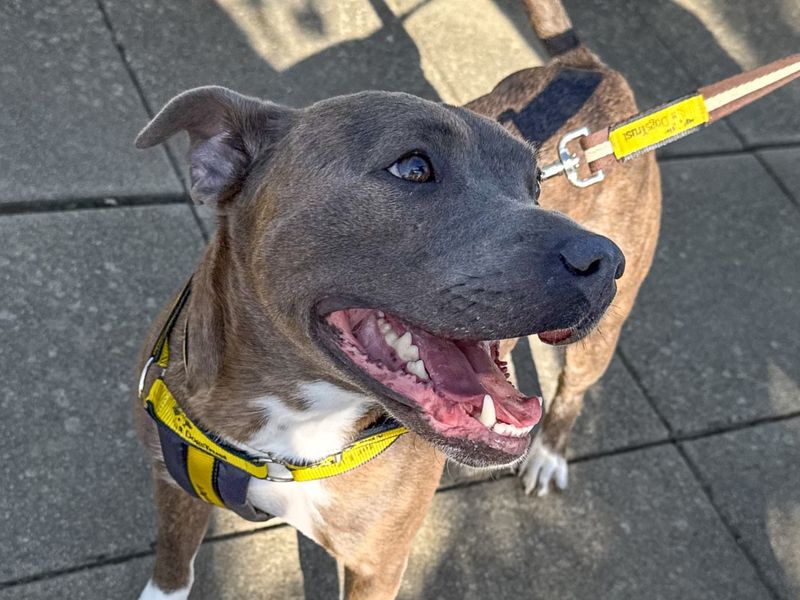 Tyson | Terrier (Staffordshire Bull) | Basildon (Essex) - 4