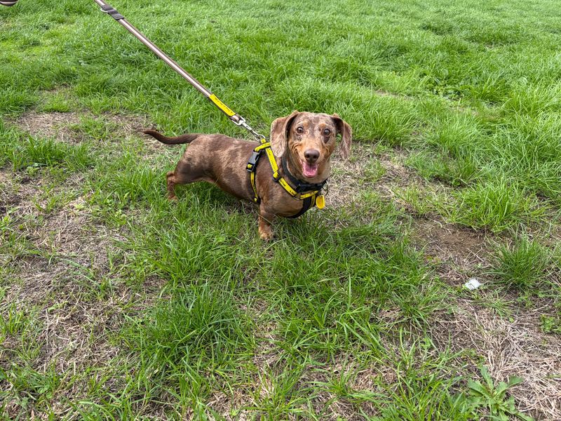 Oliver | Dachshund (Miniature Smooth Haired) | Loughborough - 1