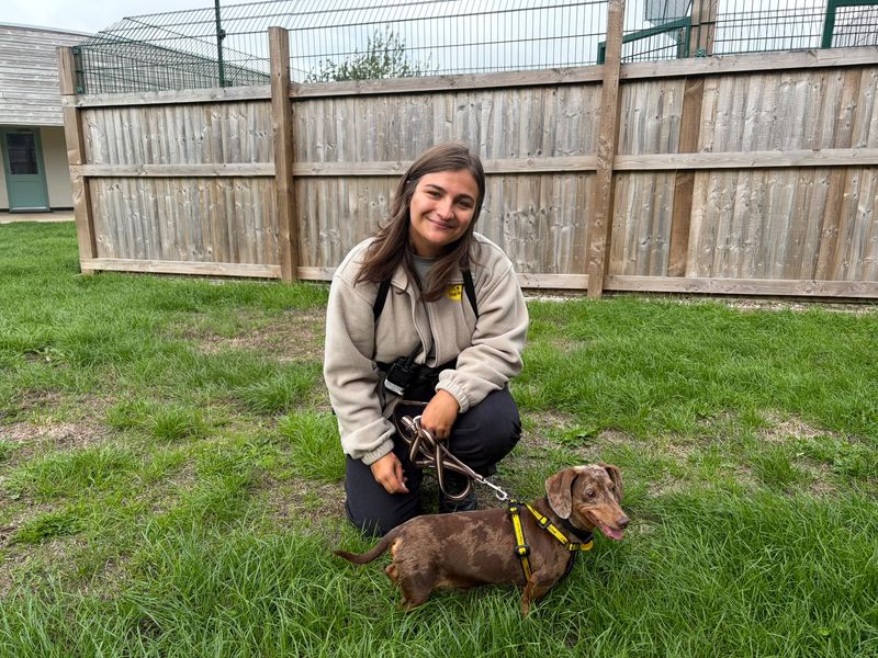 Oliver | Dachshund (Miniature Smooth Haired) | Loughborough - 2