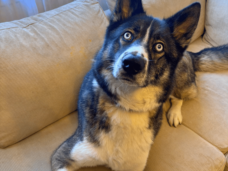 Zuko | German Shepherd Dog Cross | Dundee - 6