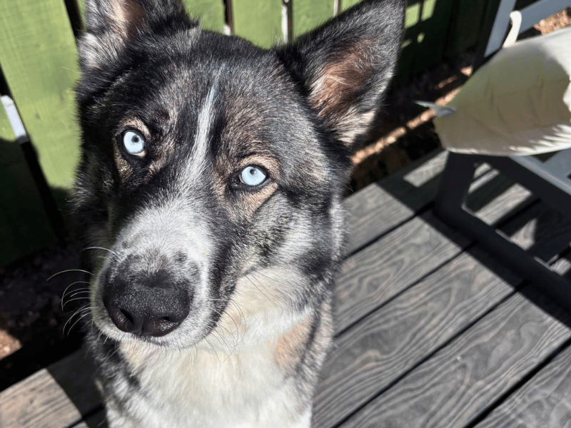 Zuko | German Shepherd Dog Cross | Dundee - 1