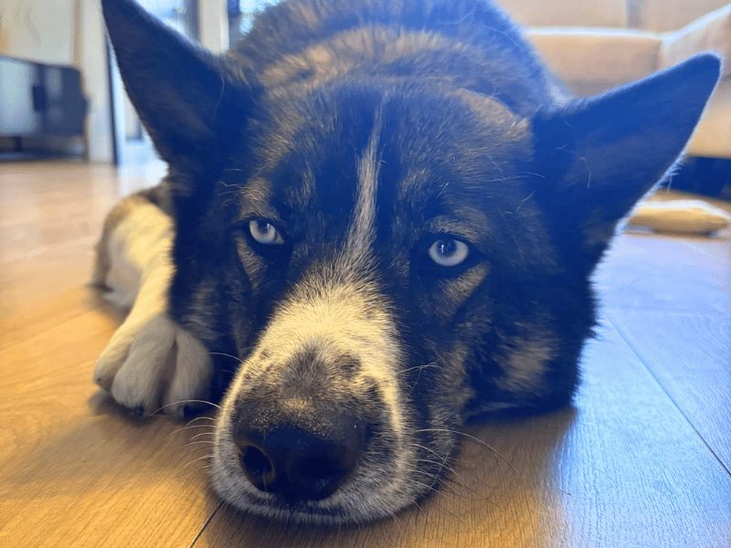 Zuko | German Shepherd Dog Cross | Dundee - 4