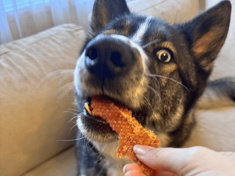 Zuko | German Shepherd Dog Cross | Dundee - 3