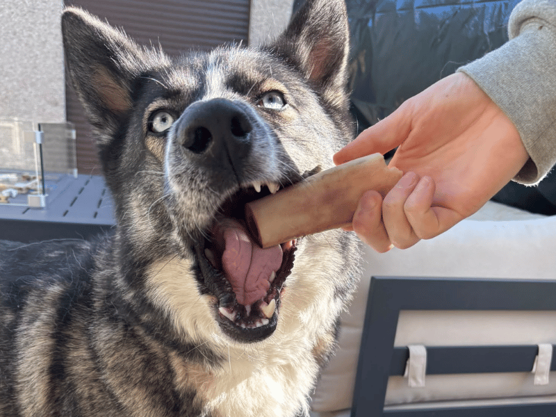 Zuko | German Shepherd Dog Cross | Dundee - 5