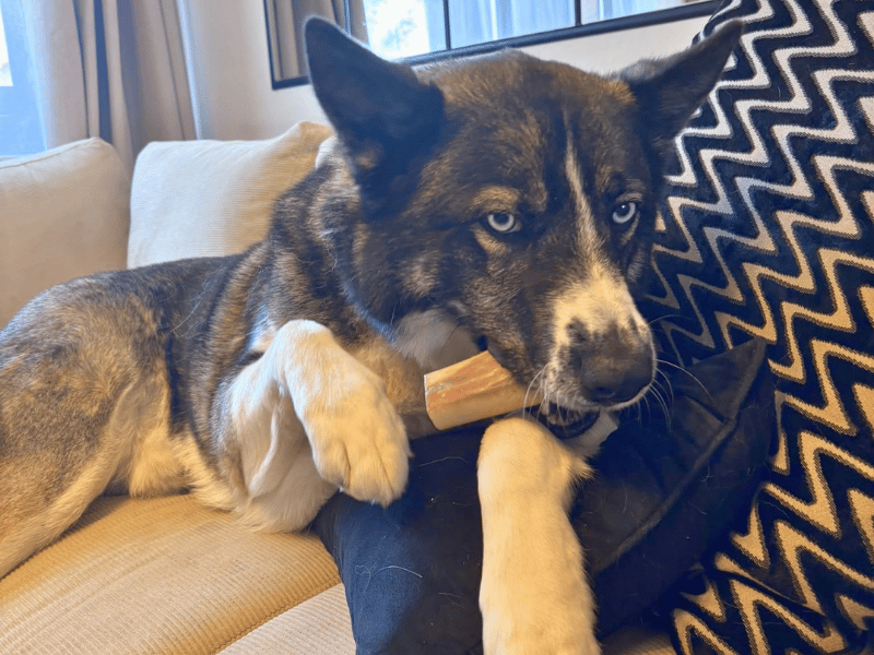 Zuko | German Shepherd Dog Cross | Dundee - 2