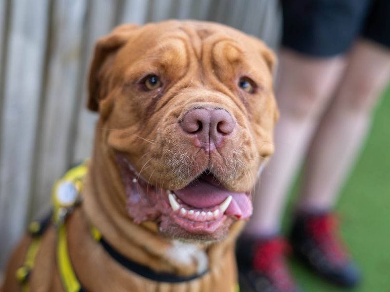 Coco | Dogue De Bordeaux | Newbury (Berkshire) - 6