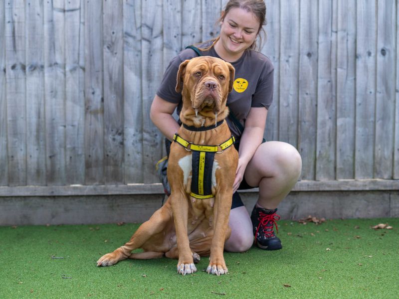 Coco | Dogue De Bordeaux | Newbury (Berkshire) - 3