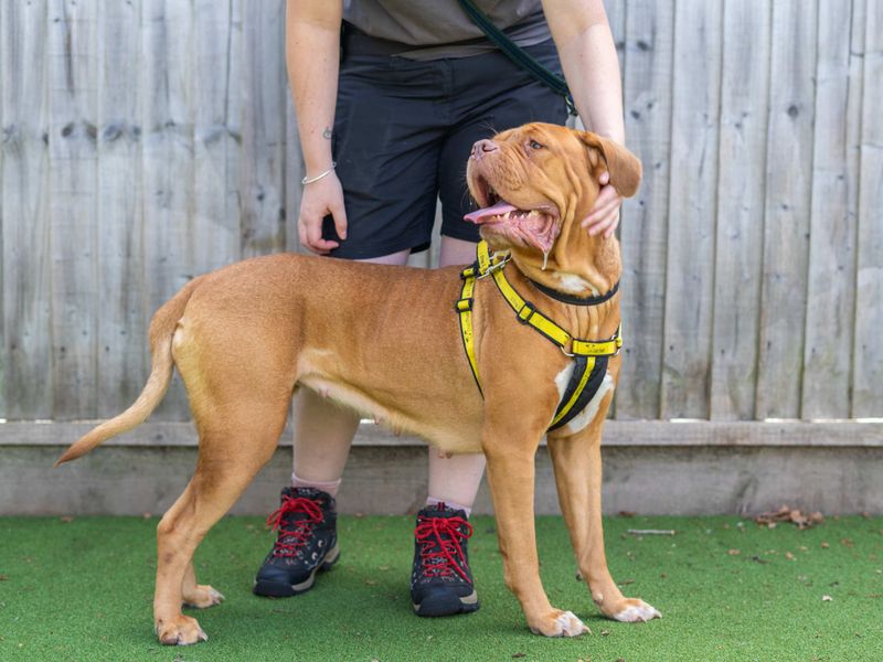 Coco | Dogue De Bordeaux | Newbury (Berkshire) - 1