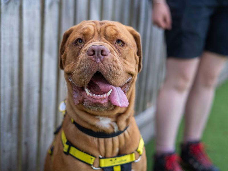 Coco | Dogue De Bordeaux | Newbury (Berkshire) - 7