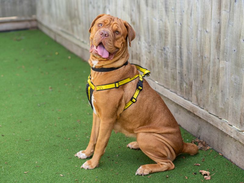 Coco | Dogue De Bordeaux | Newbury (Berkshire) - 2
