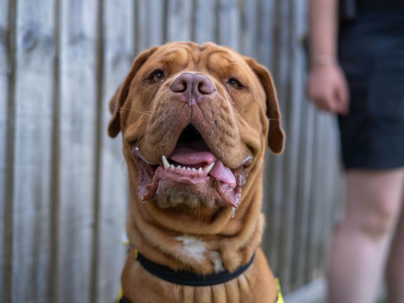 Coco | Dogue De Bordeaux | Newbury (Berkshire) - 4