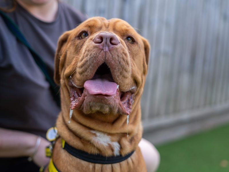 Coco | Dogue De Bordeaux | Newbury (Berkshire) - 5