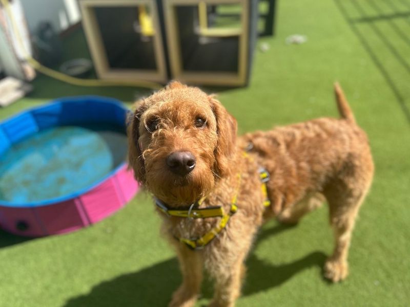 Poodle Dogs And Puppies For Adoption