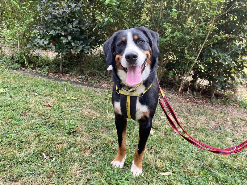 Billy Bear | Bernese Mountain Dog Cross | Ilfracombe - 2