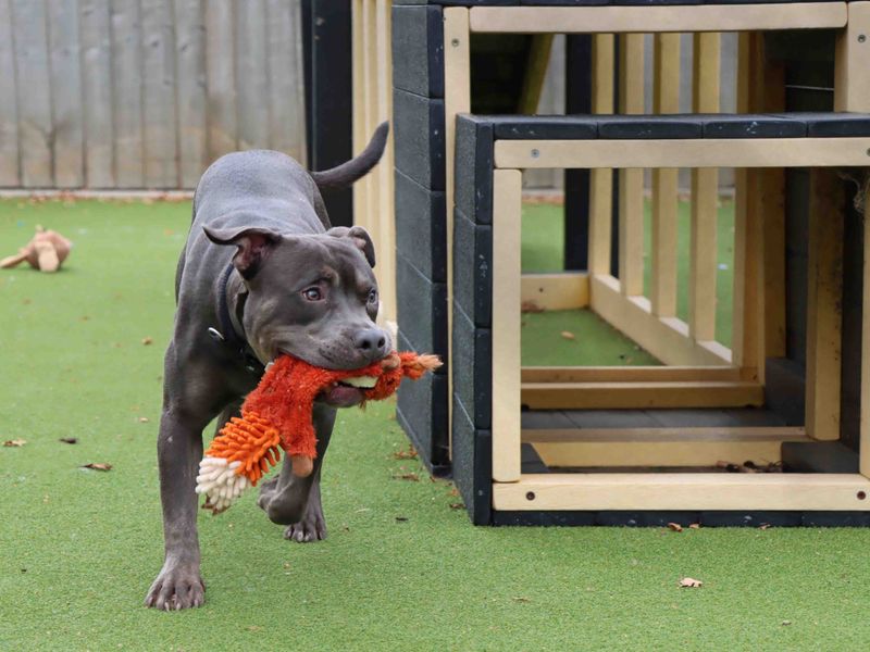Kevin | Terrier (Staffordshire Bull) | Darlington - 3