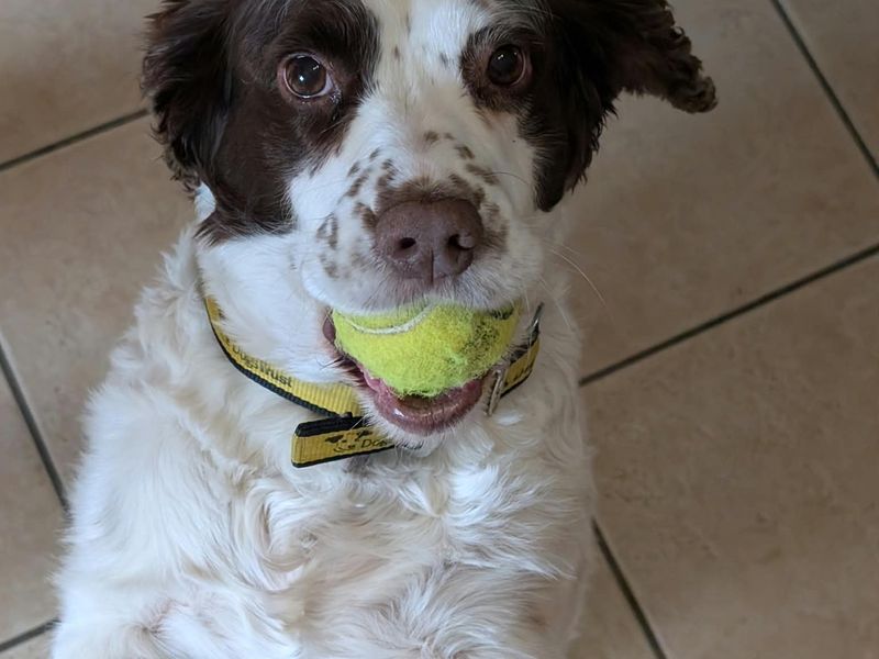 Belle | Spaniel (English Springer) | Ballymena (Northern Ireland) - 2