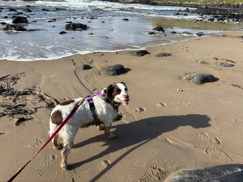Belle | Spaniel (English Springer) | Ballymena (Northern Ireland) - 4