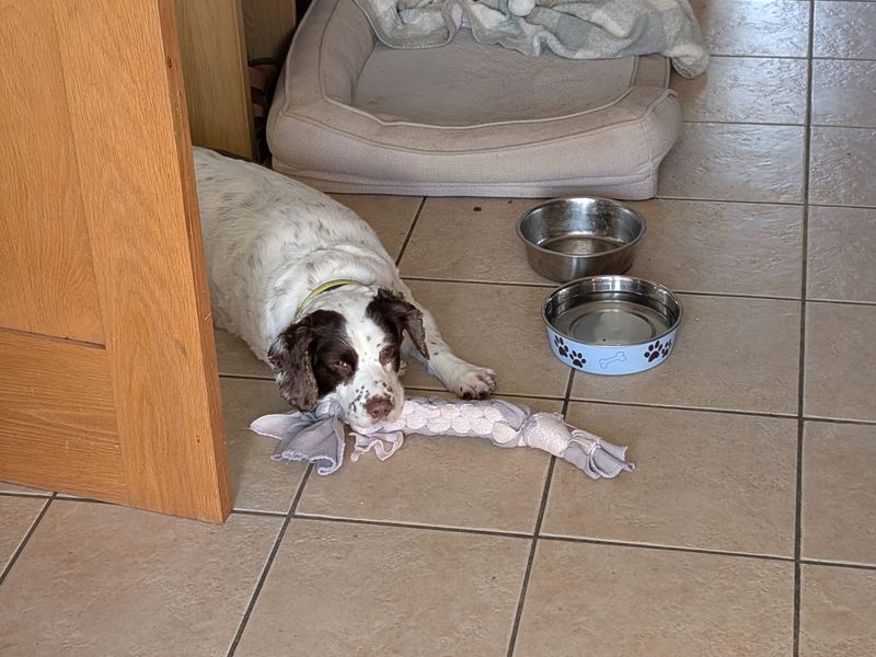 Belle | Spaniel (English Springer) | Ballymena (Northern Ireland) - 3