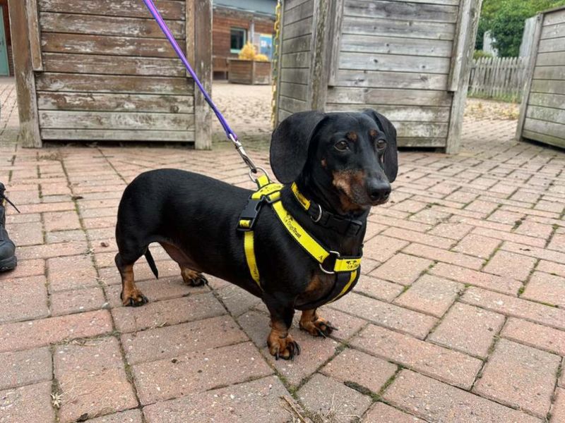 Ketchup | Dachshund (Kaninchen/Rabbit, Smooth Haired) | Loughborough - 1