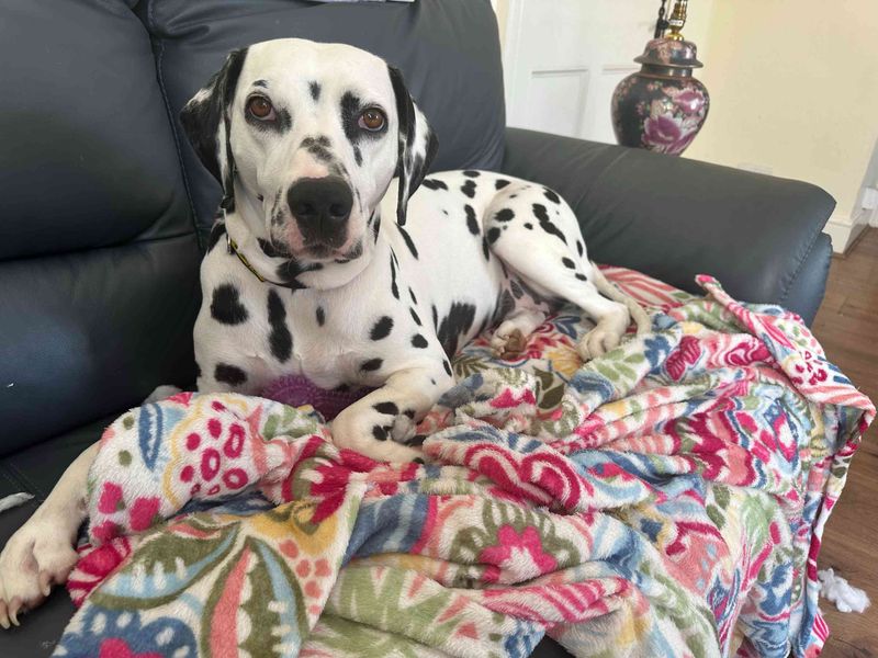 Cariad | Dalmatian | Bridgend (Wales) - 1