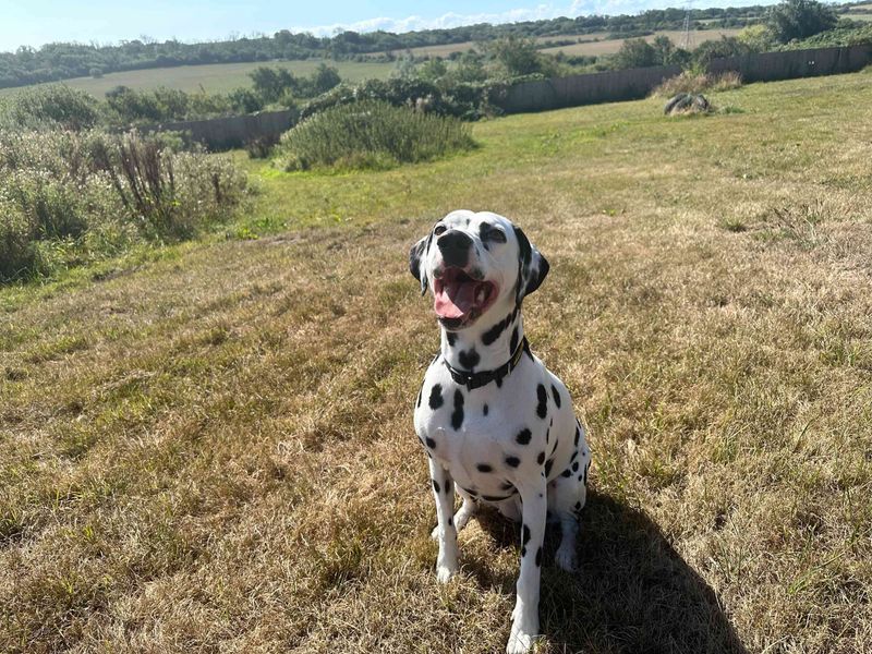 Cariad | Dalmatian | Bridgend (Wales) - 3