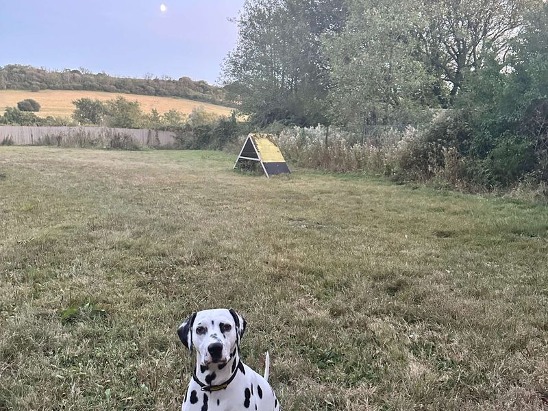 Cariad | Dalmatian | Bridgend (Wales) - 4